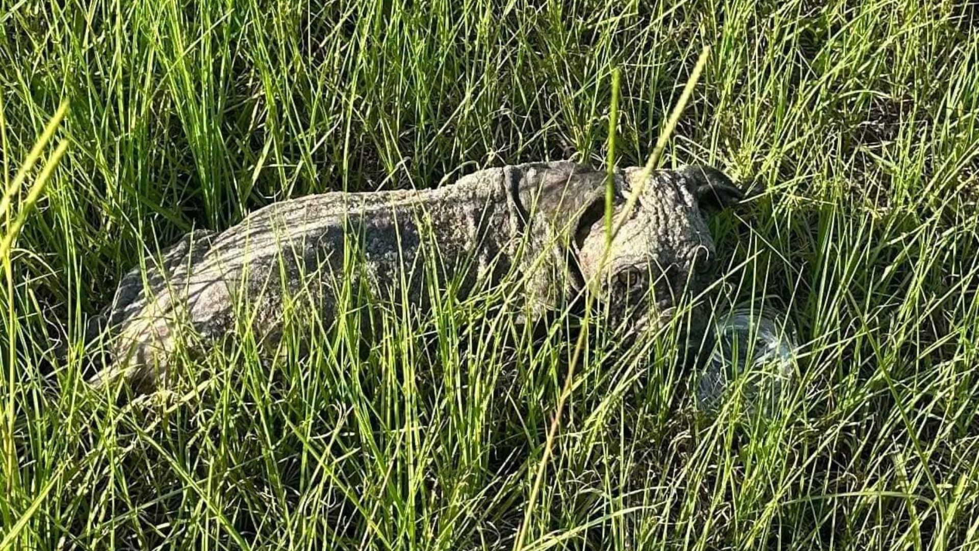 dog laying in grass