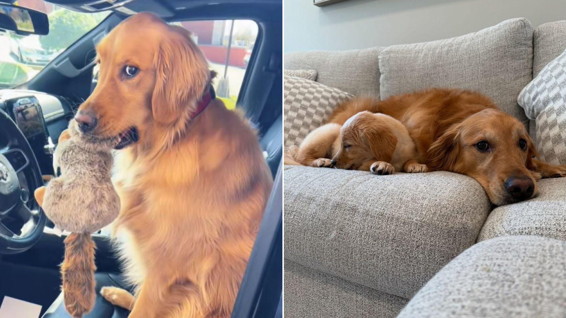 dog in car