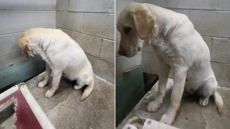 sad dog in shelter