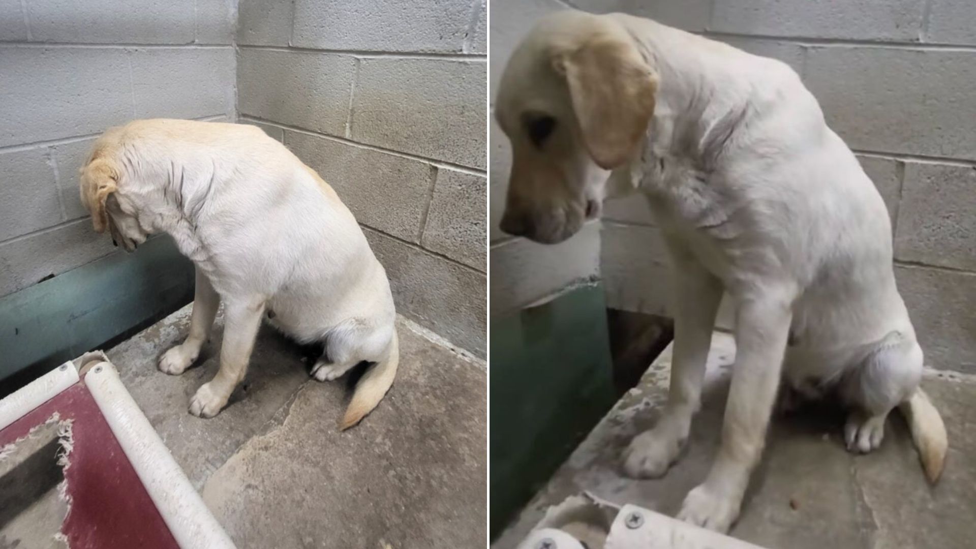 sad dog in shelter