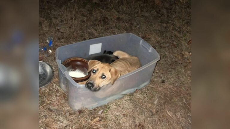 dog in plastic bin