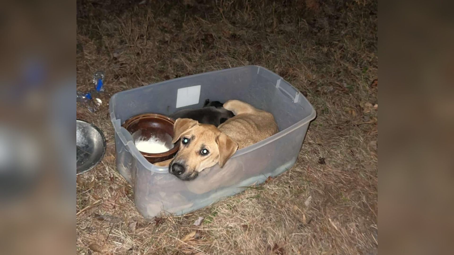 dog in plastic bin