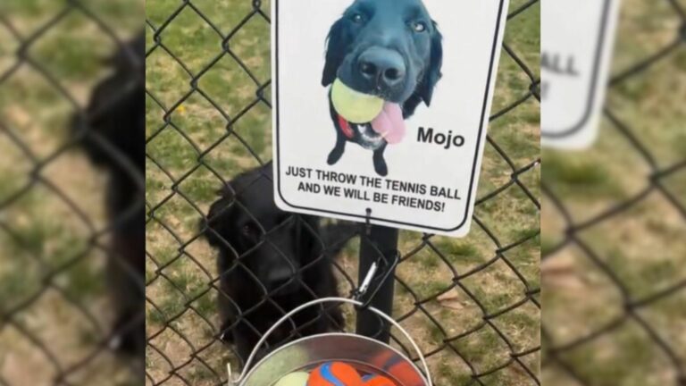 cute black dog