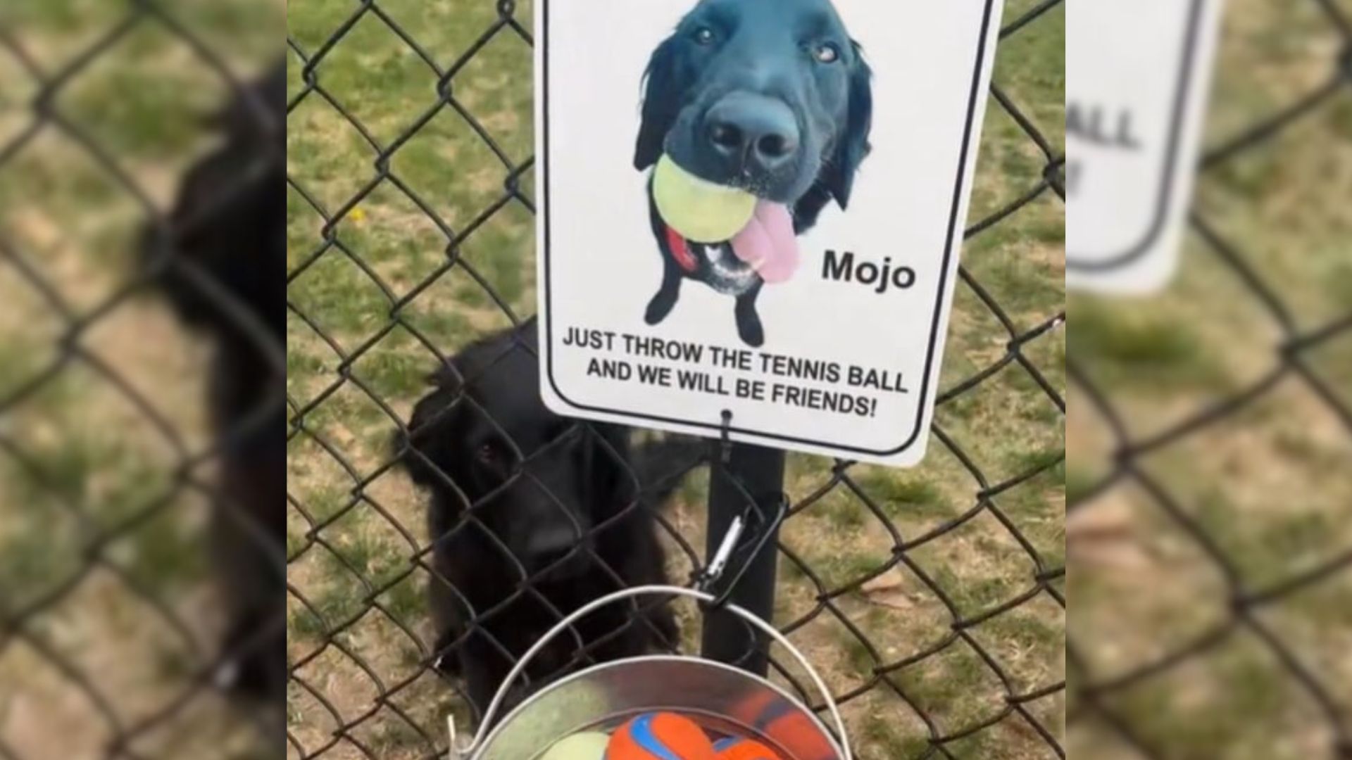 cute black dog