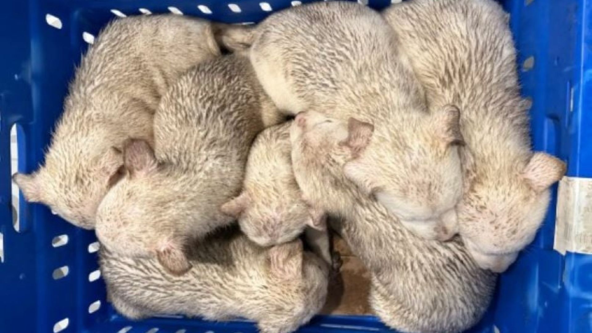 puppies in crate