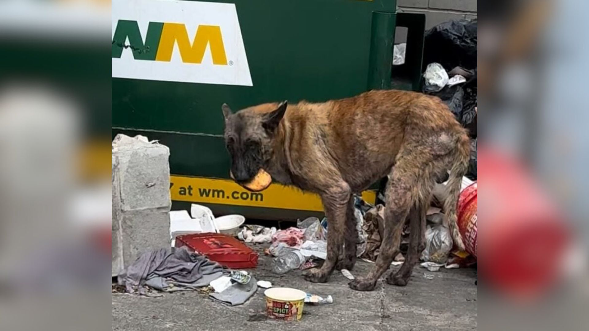 dog digging trough trash
