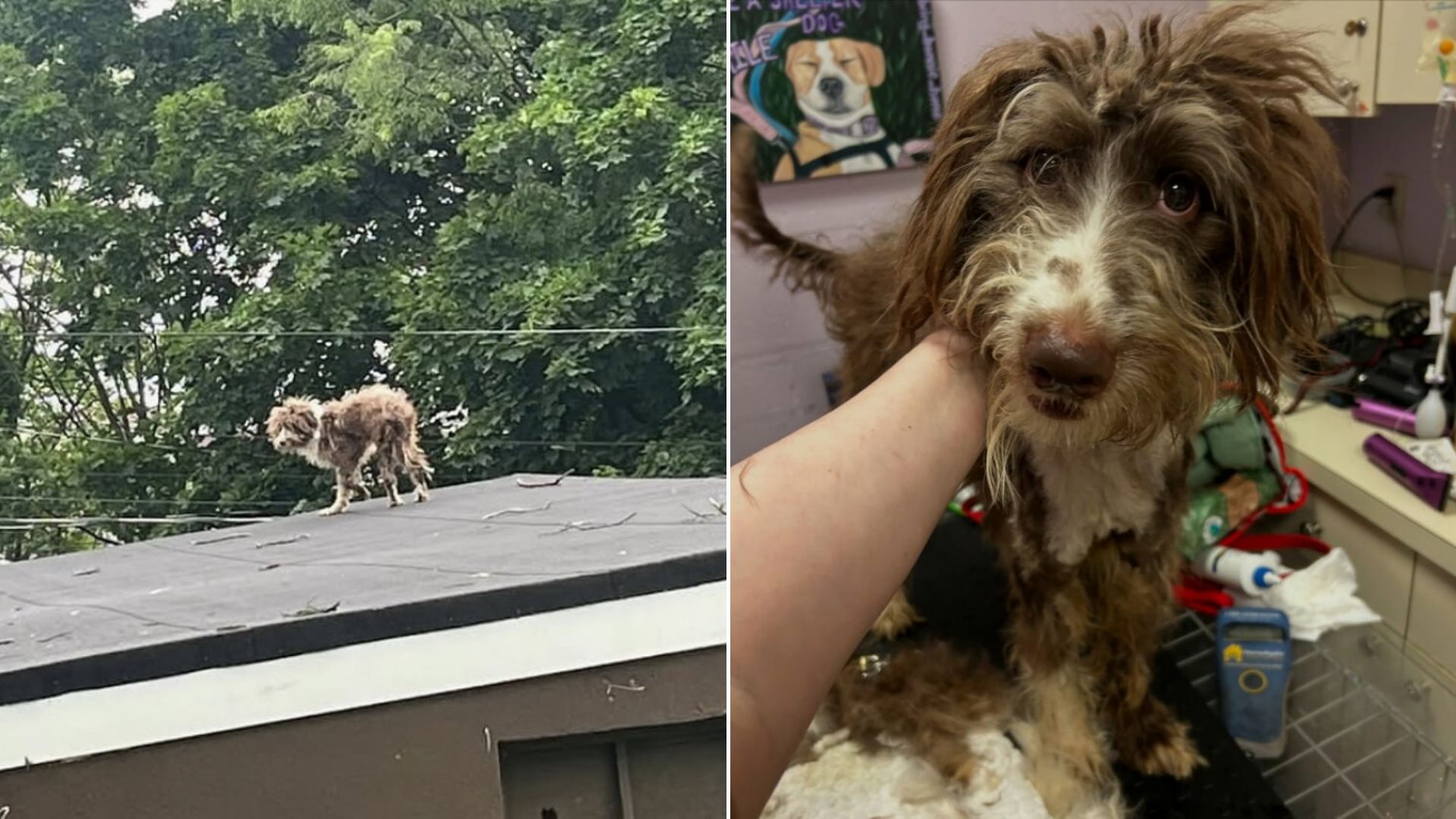 dog rescued from roof