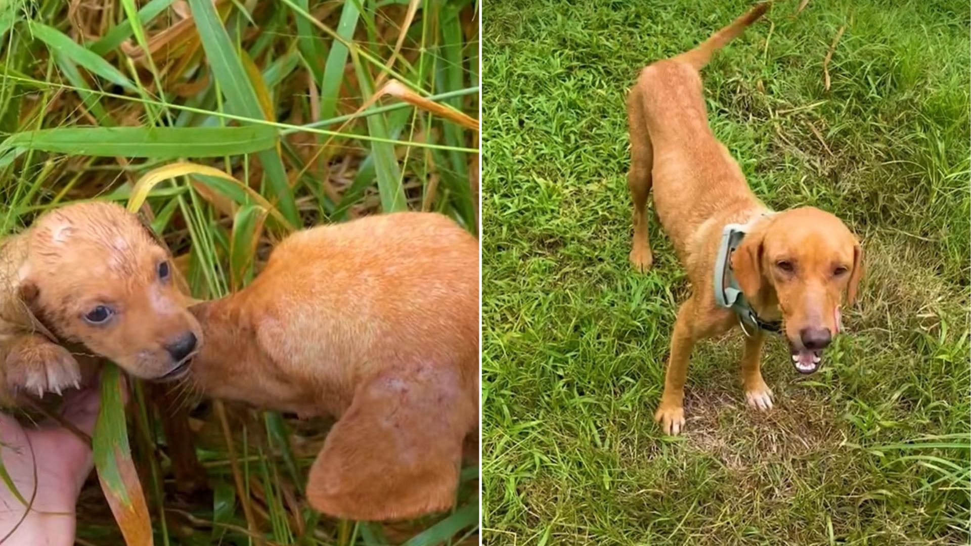 mother dog and puppy