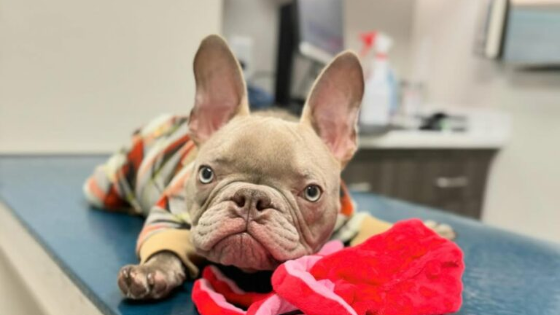 puppy at the vet
