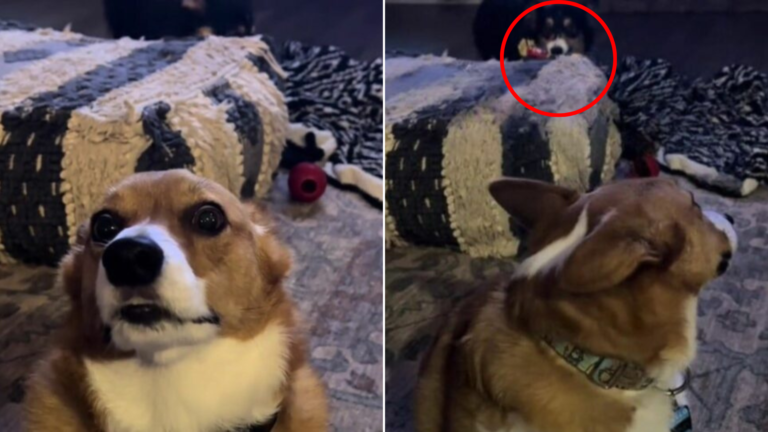two dogs in bedroom