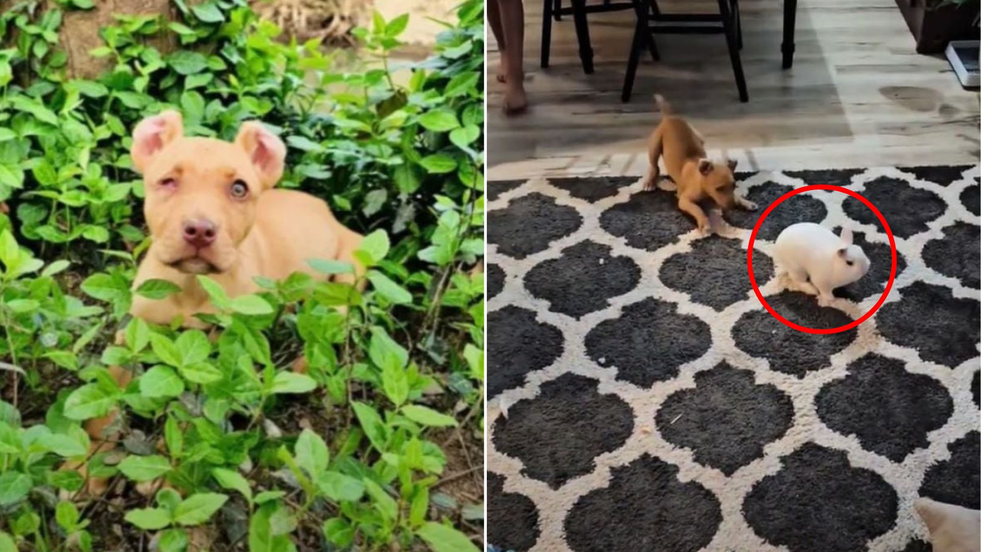 tiny puppy