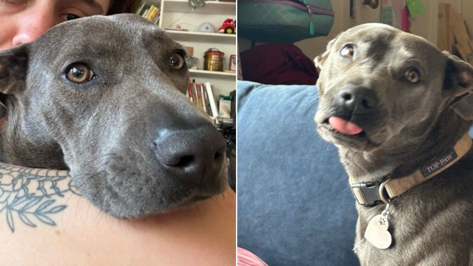 senior black dog