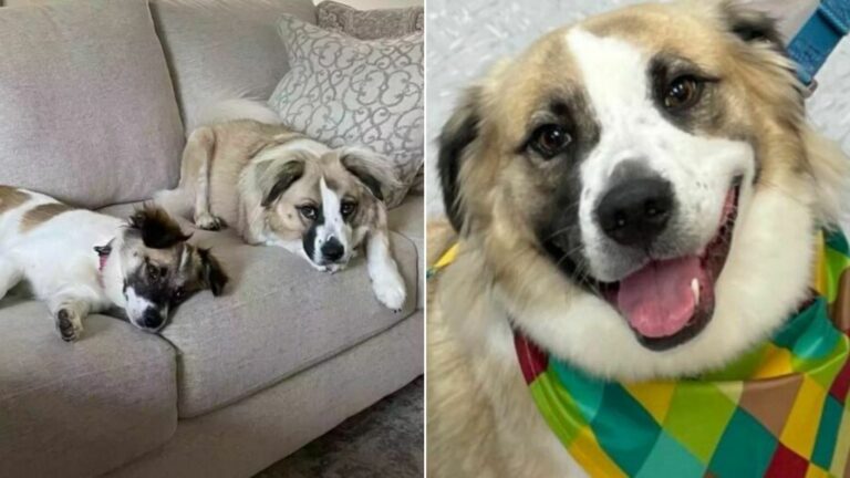 two sweet dogs on couch