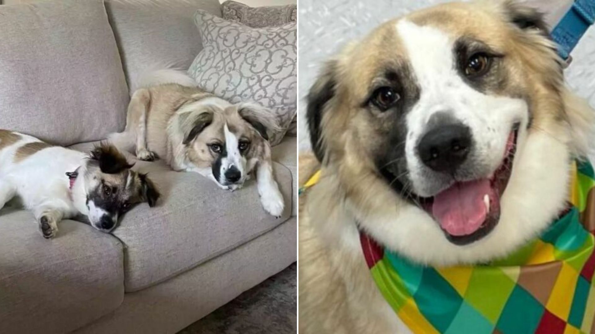 two sweet dogs on couch
