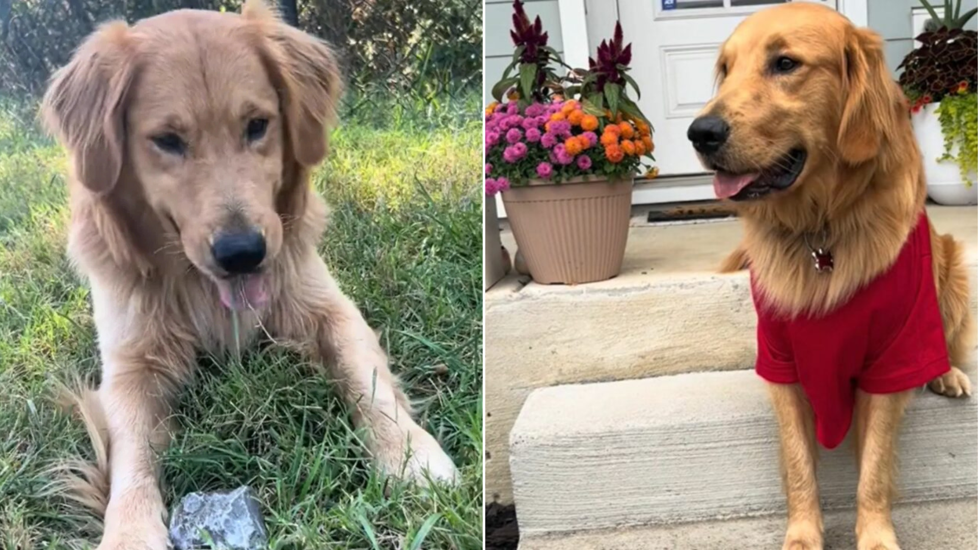 golden retriever dog