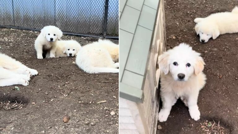 sweet white dogs