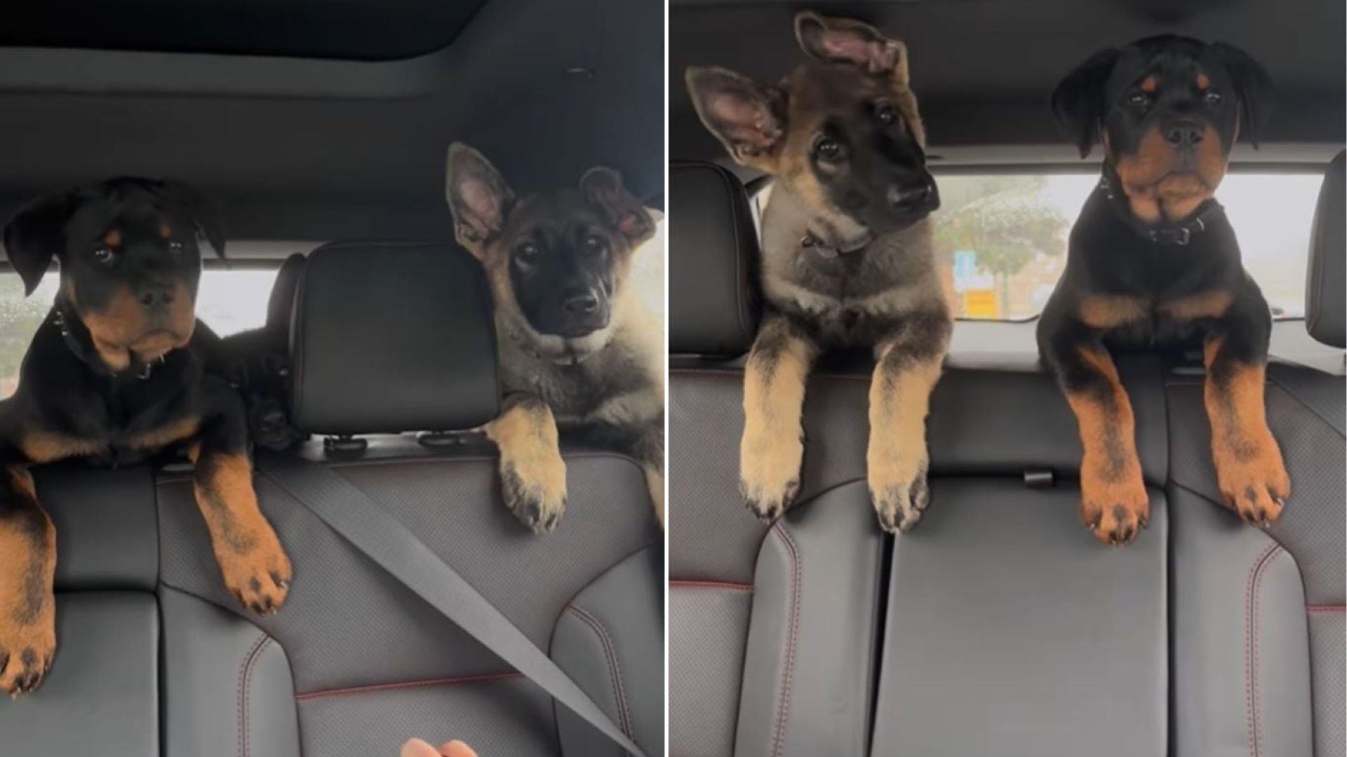 two dogs in car
