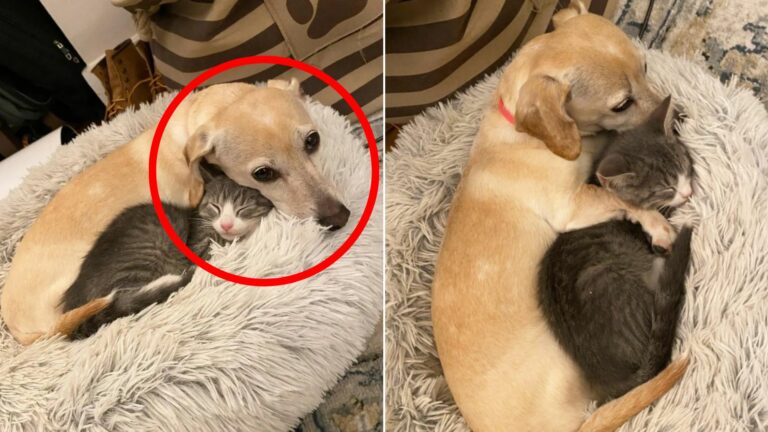 dog and cat laying down