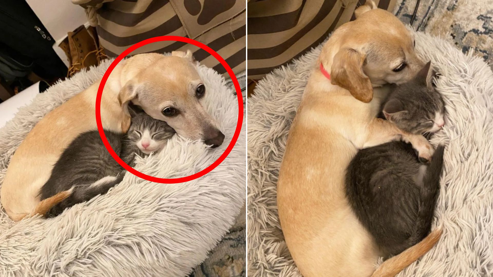 dog and cat laying down