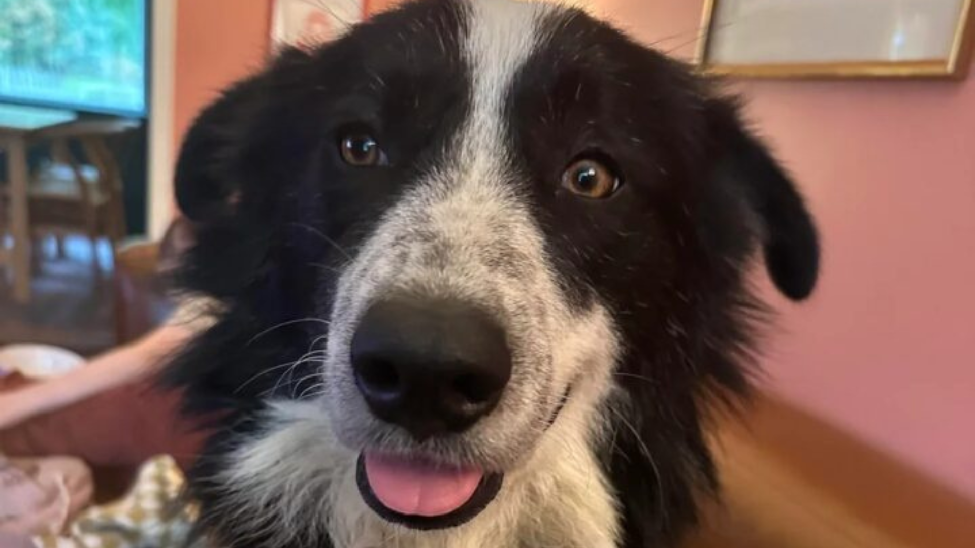 cute dog