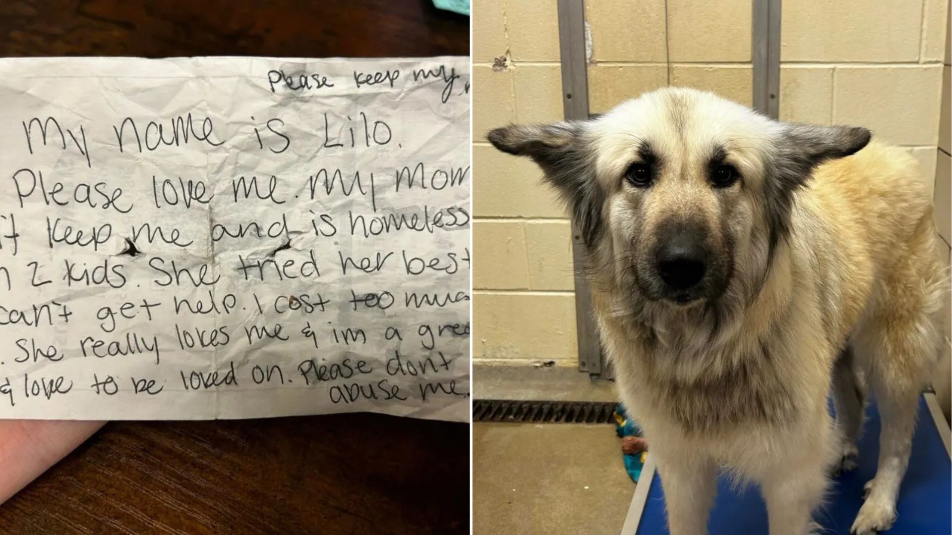 senior white dog