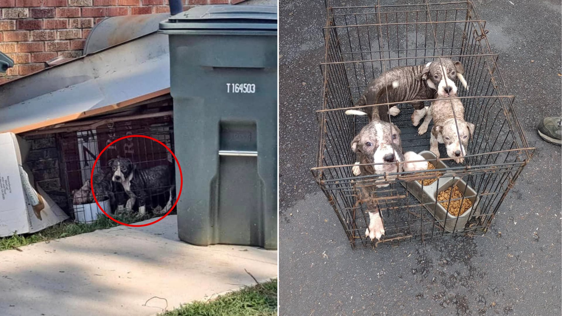 puppies in cage