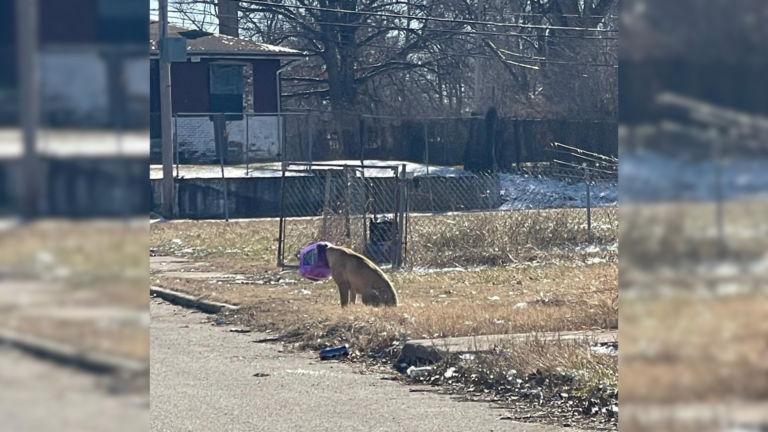 dog with head stuck in jar