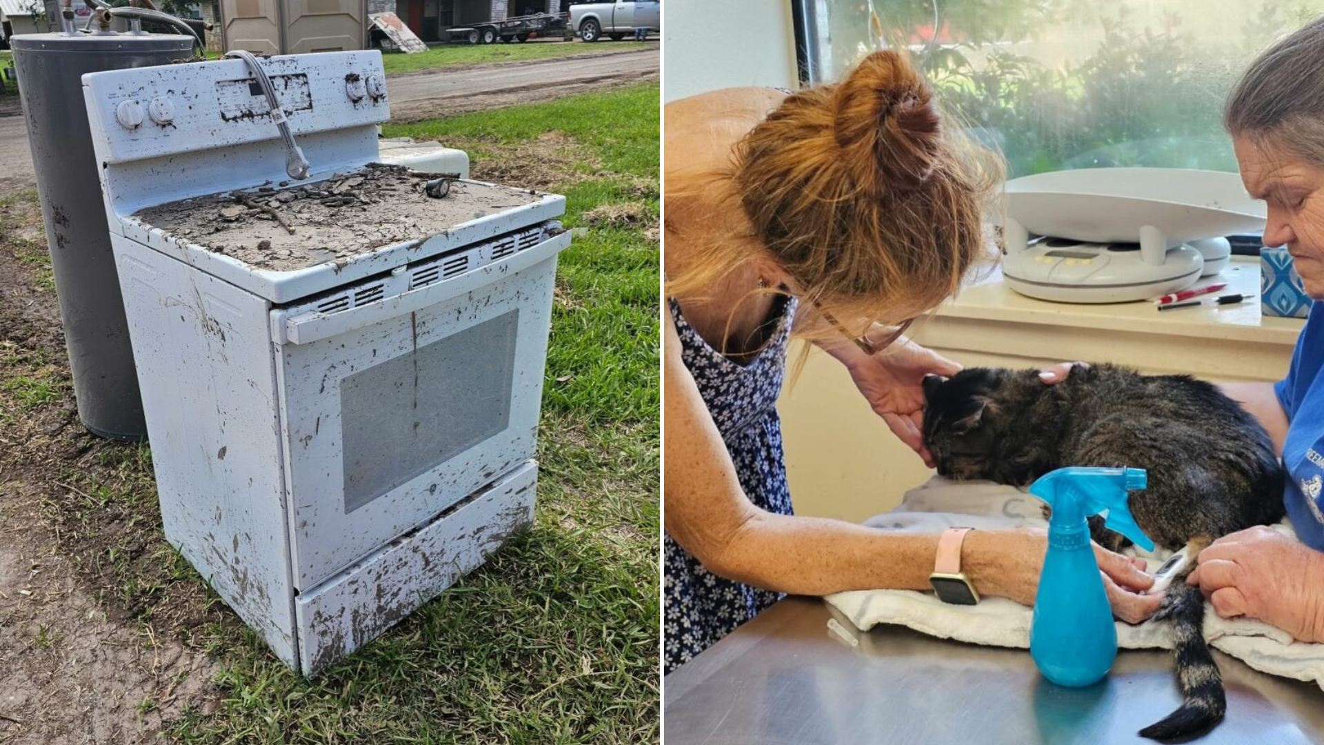 cat found in trash oven