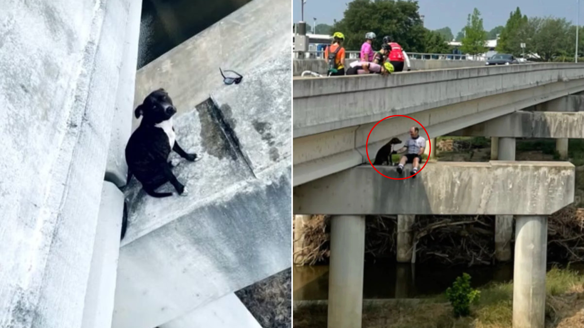 dog stranded on bridge