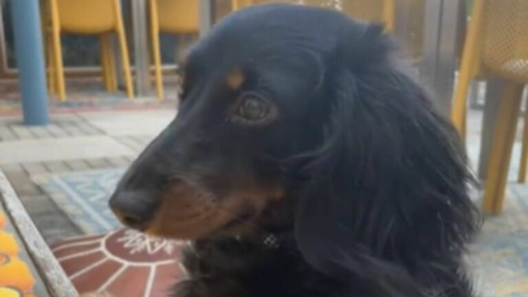 sweet Dachshund