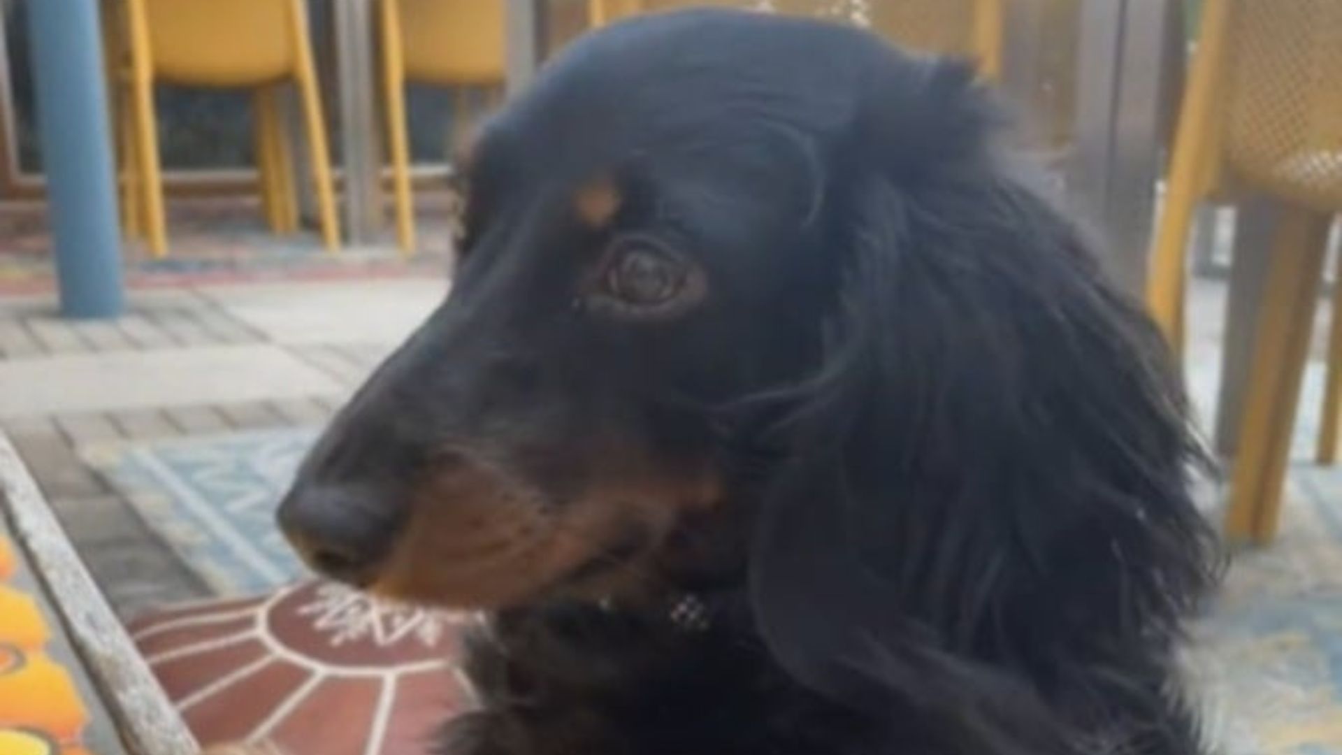 sweet Dachshund