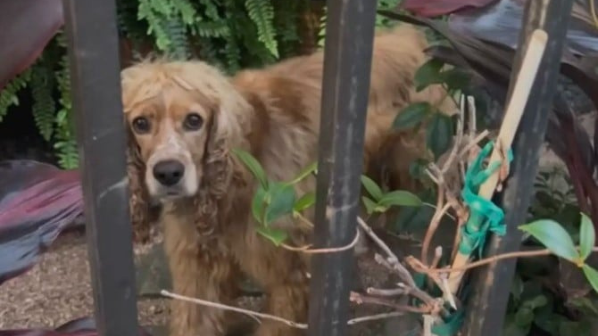dog with sad eyes behind bars