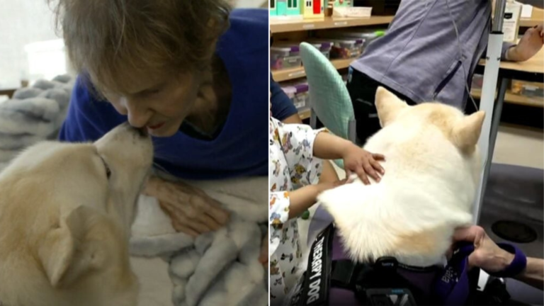 shelter dog with people