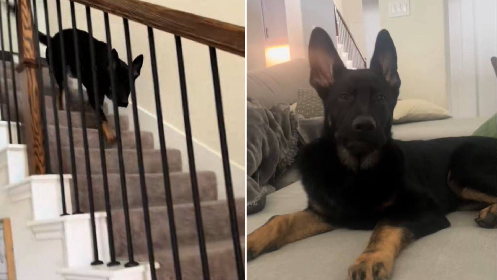black dog on stairs
