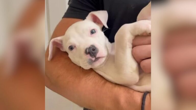 adorable tiny white dog