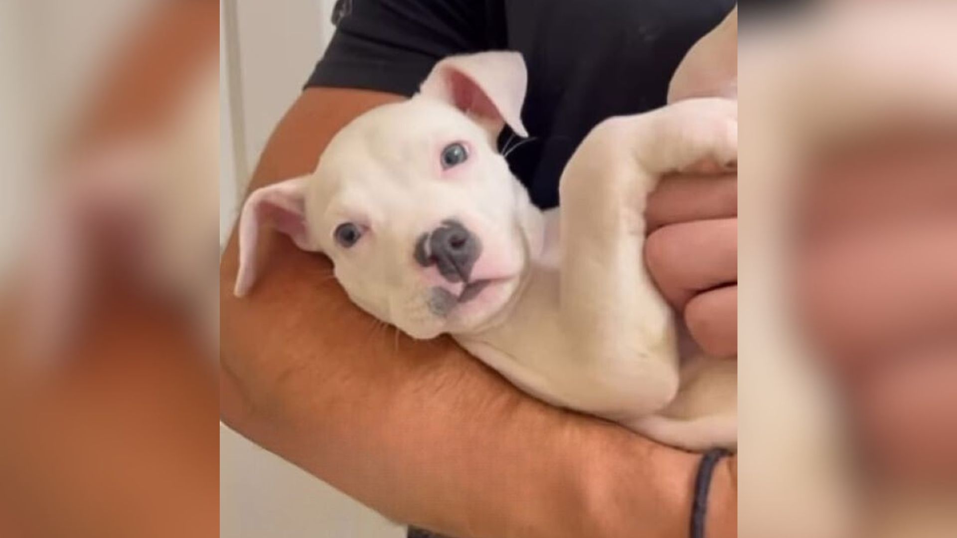 adorable tiny white dog