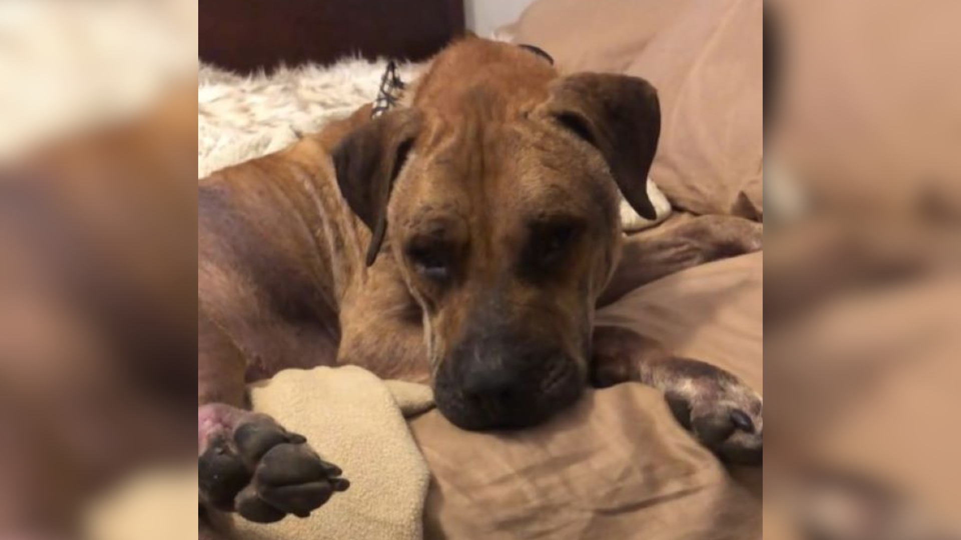 dog lying on bed