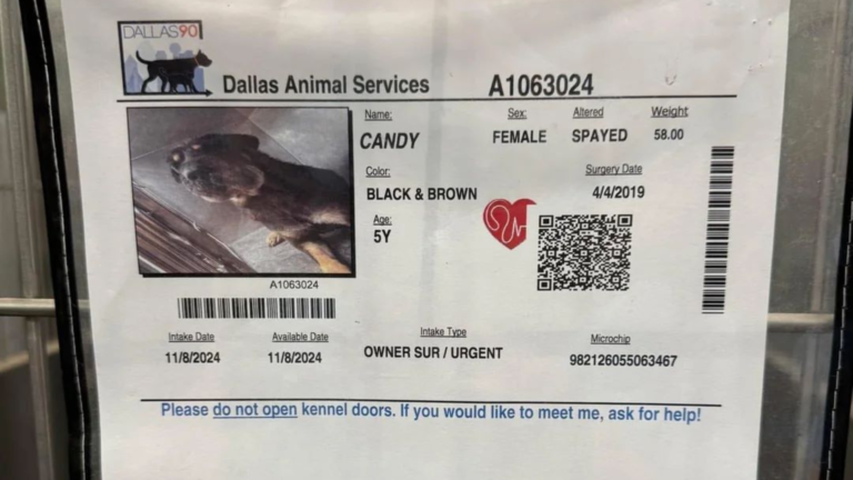 dog shelter sheet