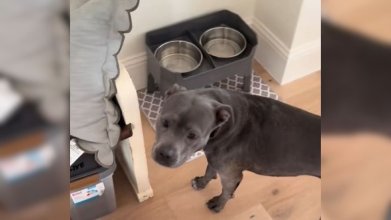 dog with empty bowls