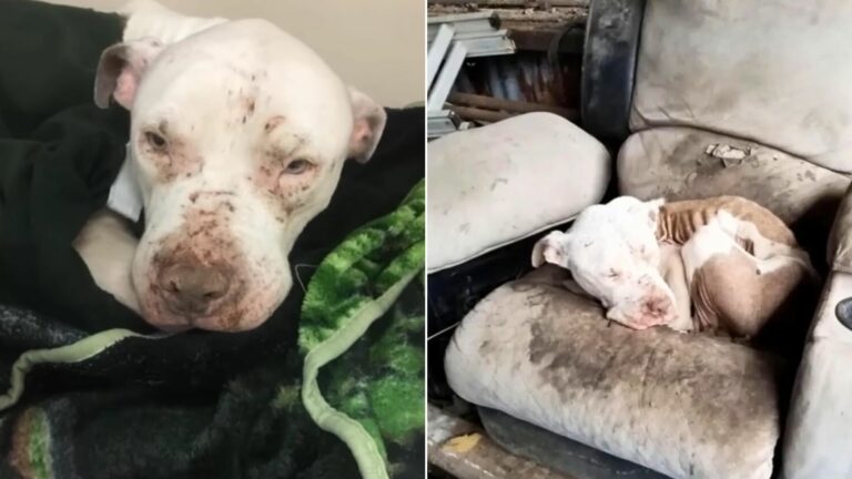 abandoned senior dog