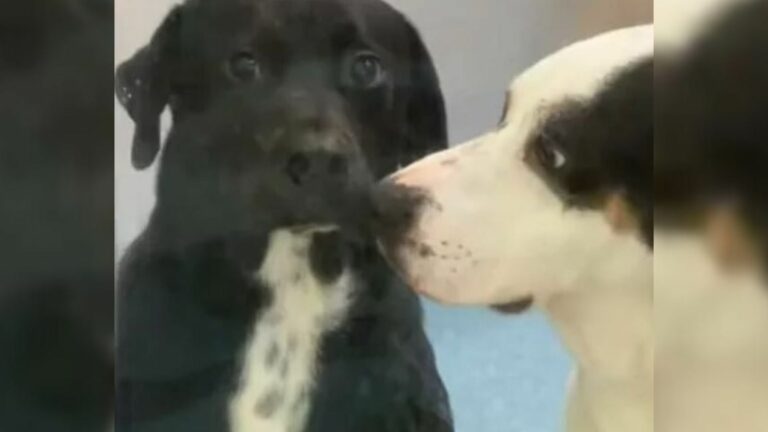 two dogs in shelter