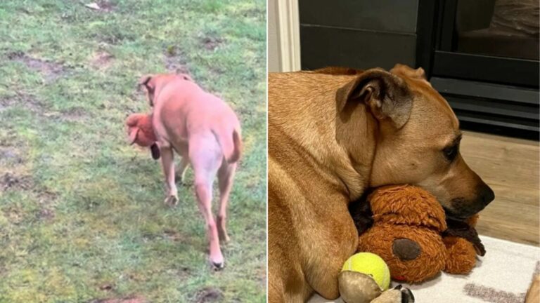 dog holding a toy in mouth