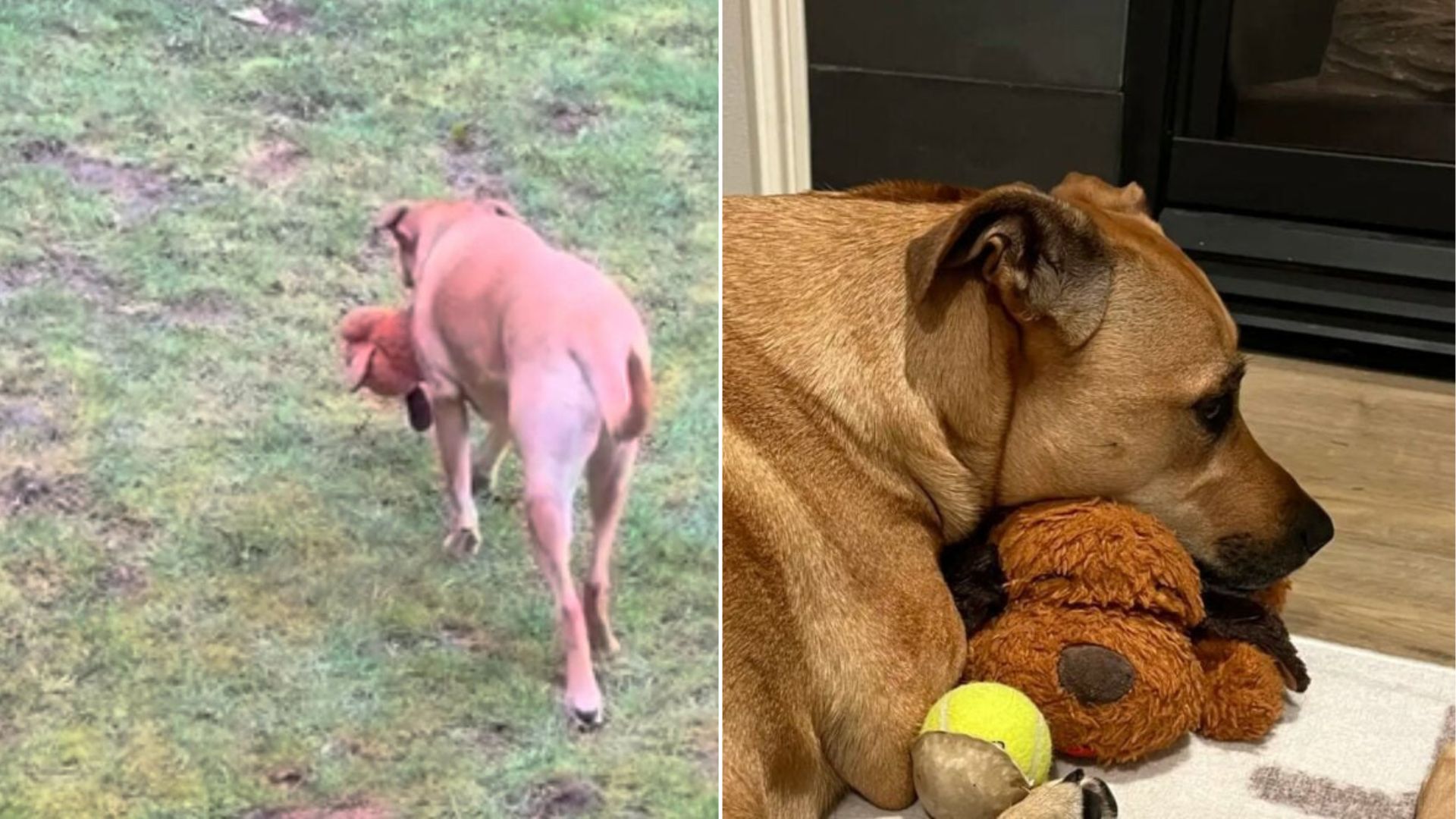 dog holding a toy in mouth