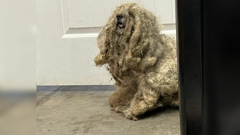 dog with matted fur