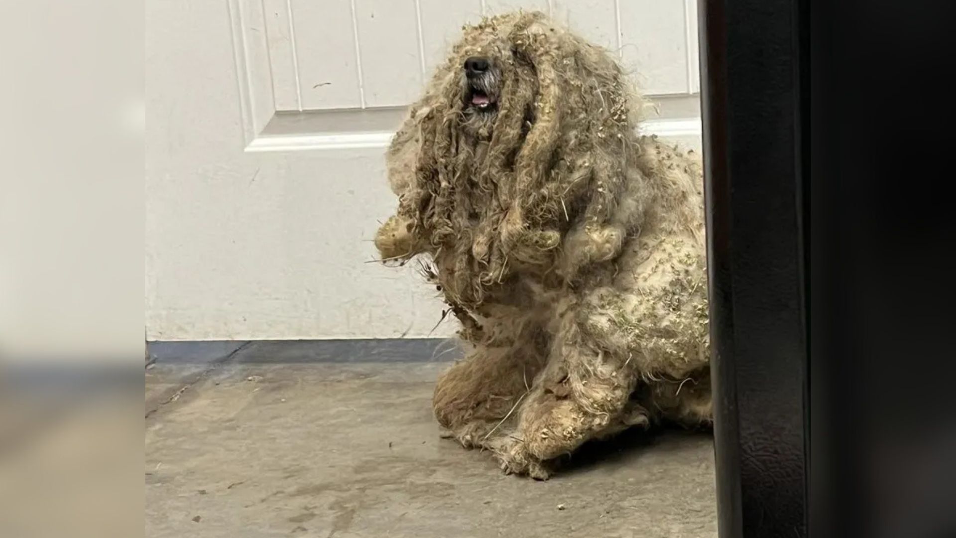 dog with matted fur
