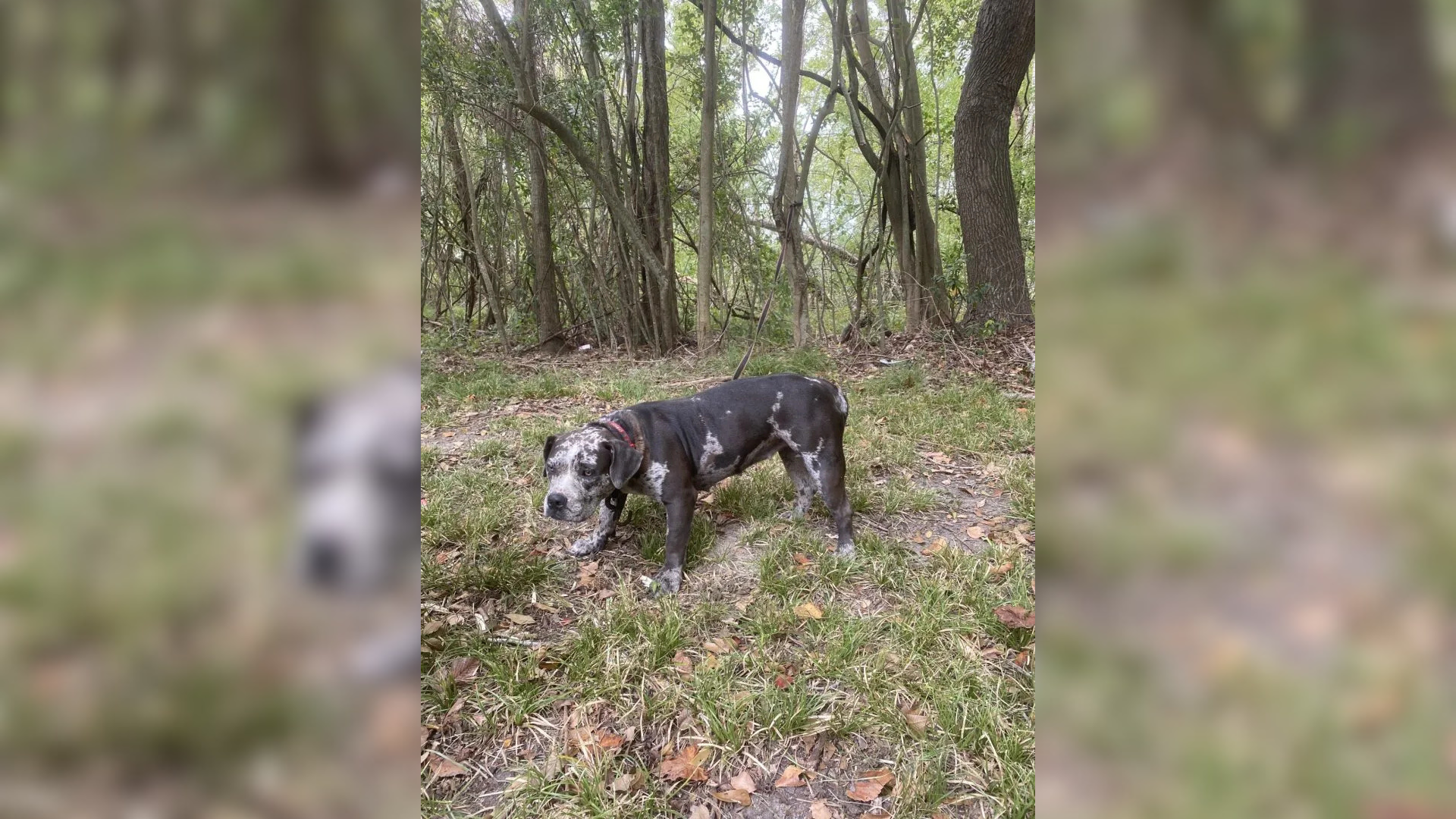 dog in a forest