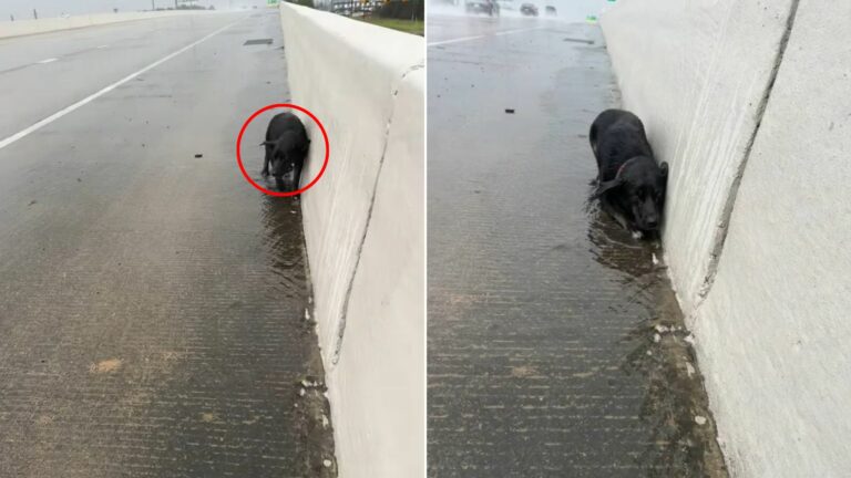 tiny puppy on road