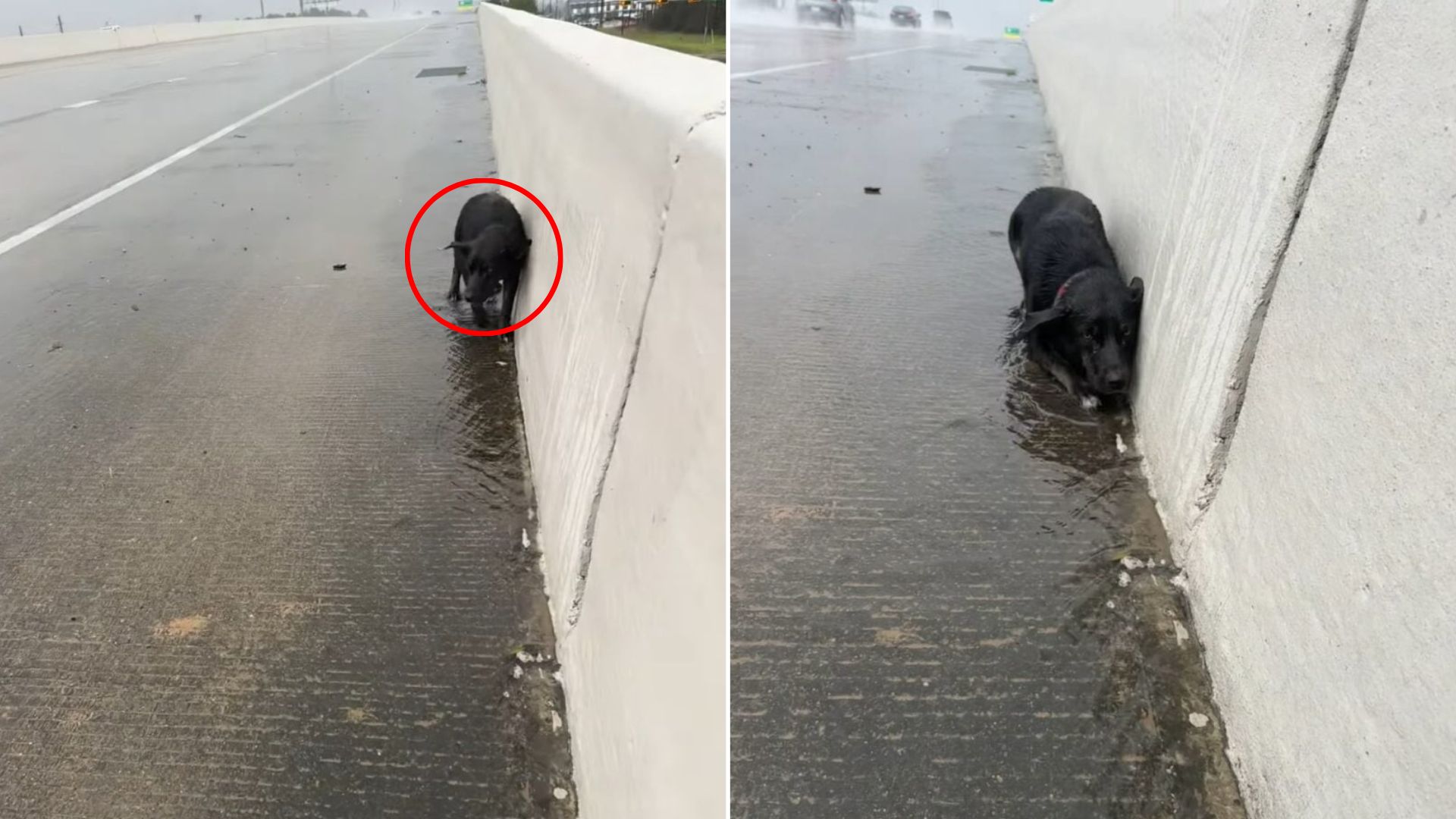 tiny puppy on road