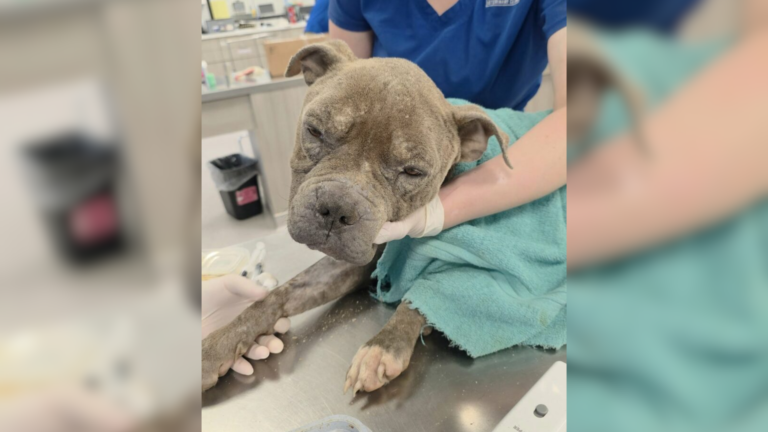 dog at vet