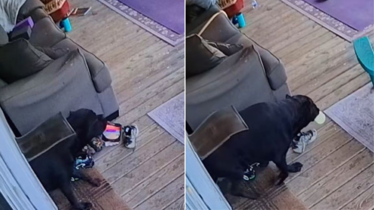 dog stealing food